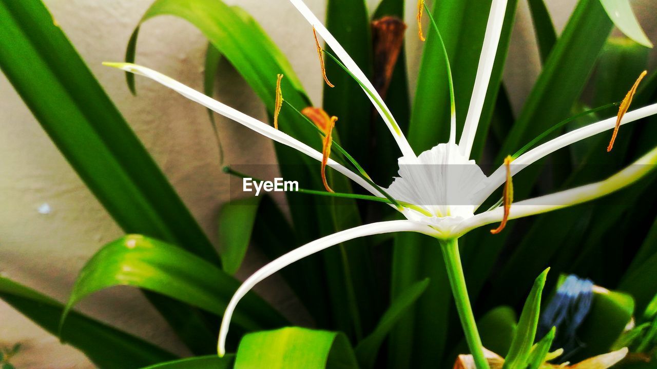 White flower growing by wall