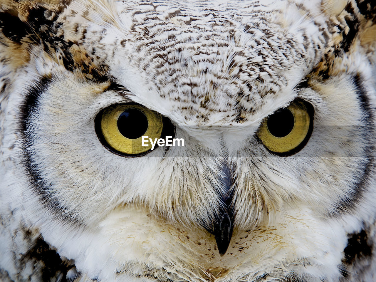 Close-up portrait of great horned owl