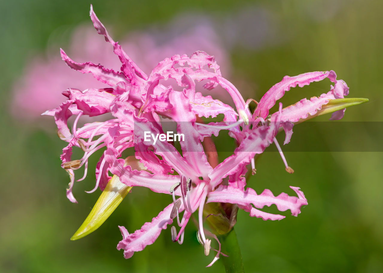 CLOSE-UP OF PINK FLOWER PLANT