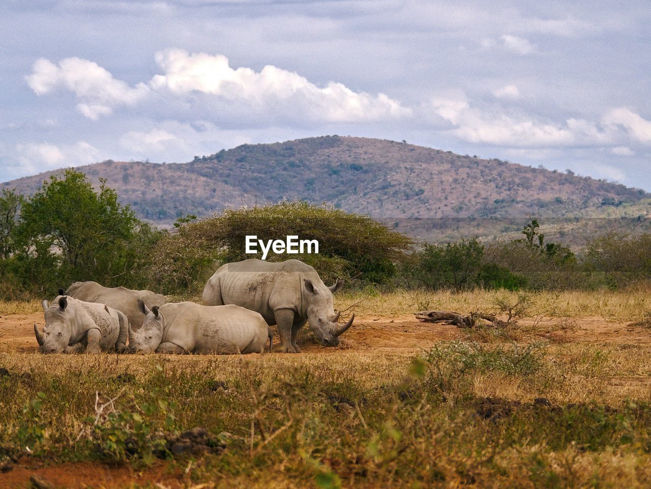 VIEW OF SHEEP ON FIELD