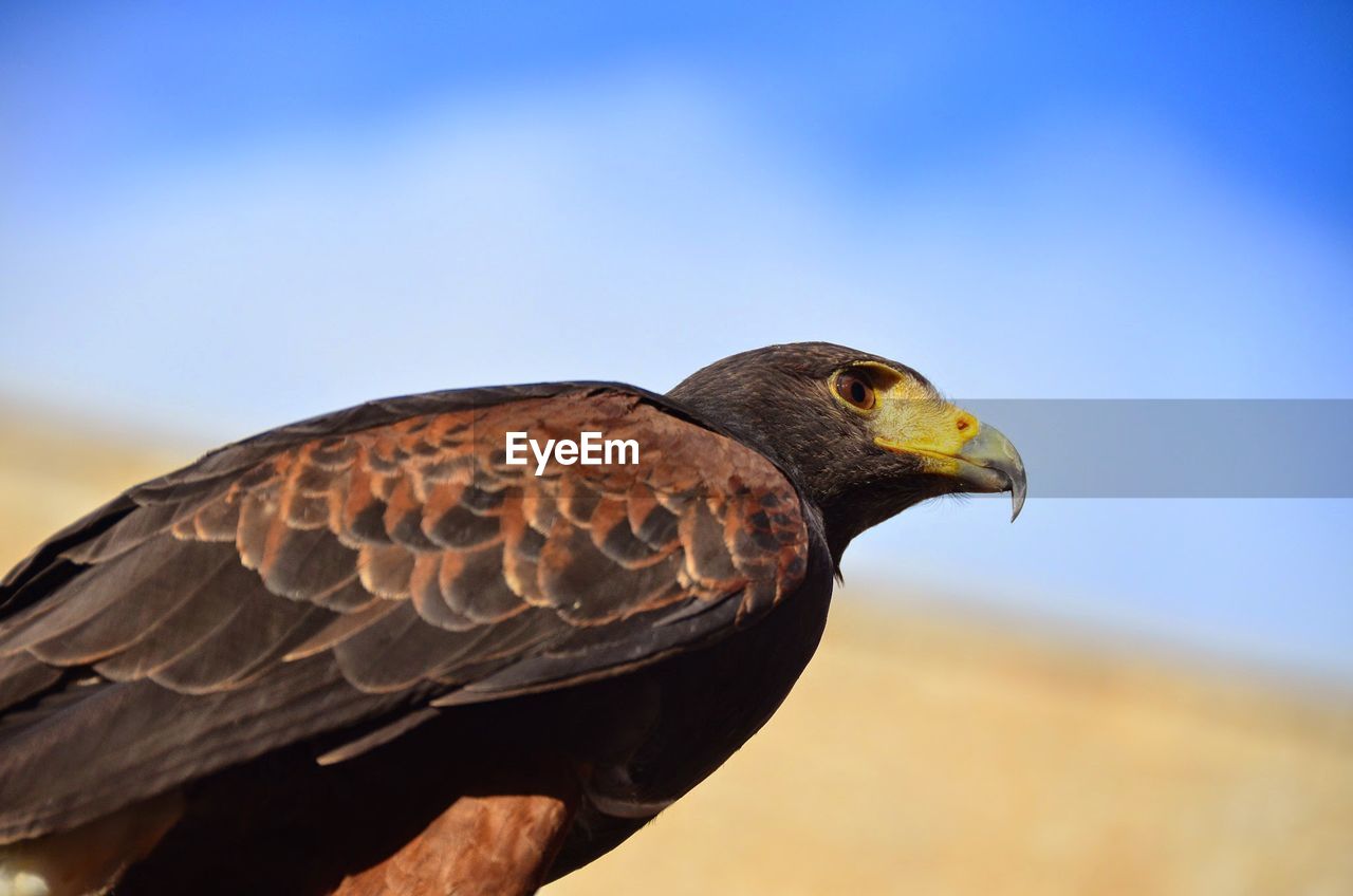 Low angle view of eagle against sky