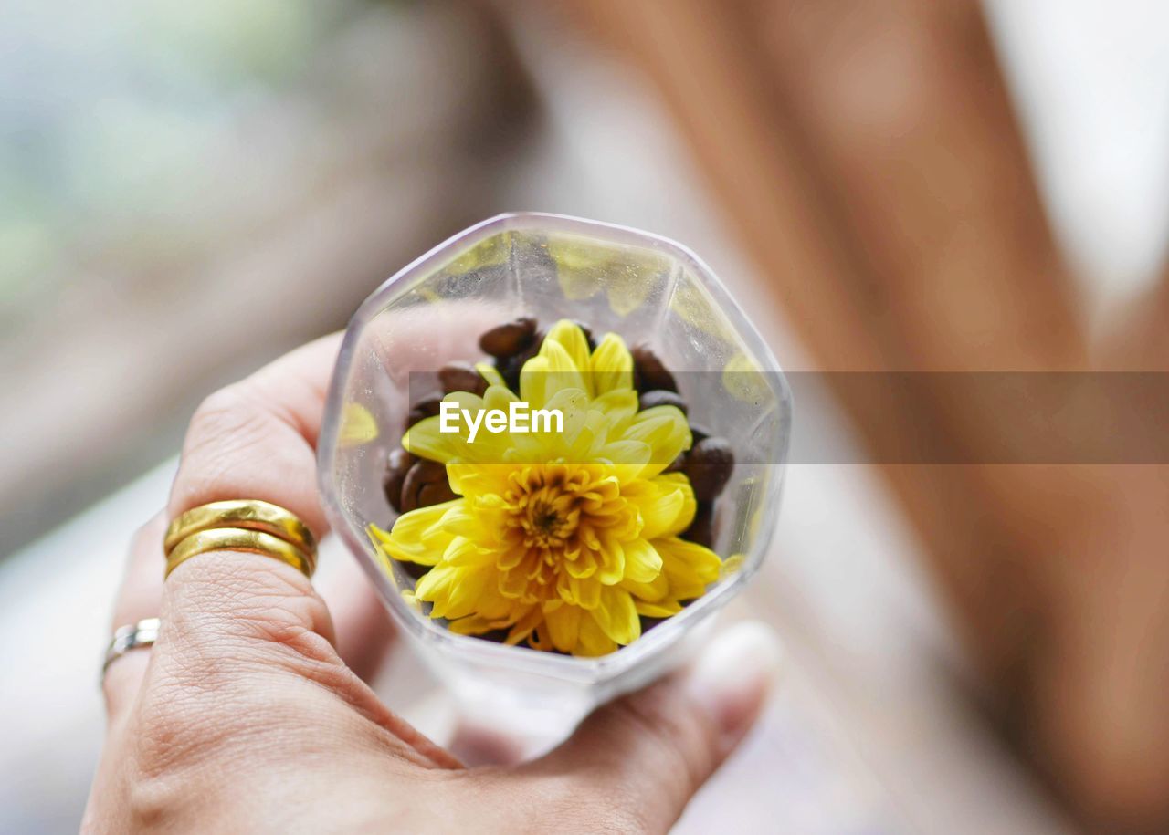 yellow, hand, flower, holding, flowering plant, one person, freshness, plant, adult, close-up, women, petal, nature, beauty in nature, lifestyles, fragility, macro photography, focus on foreground, food and drink, outdoors, flower head