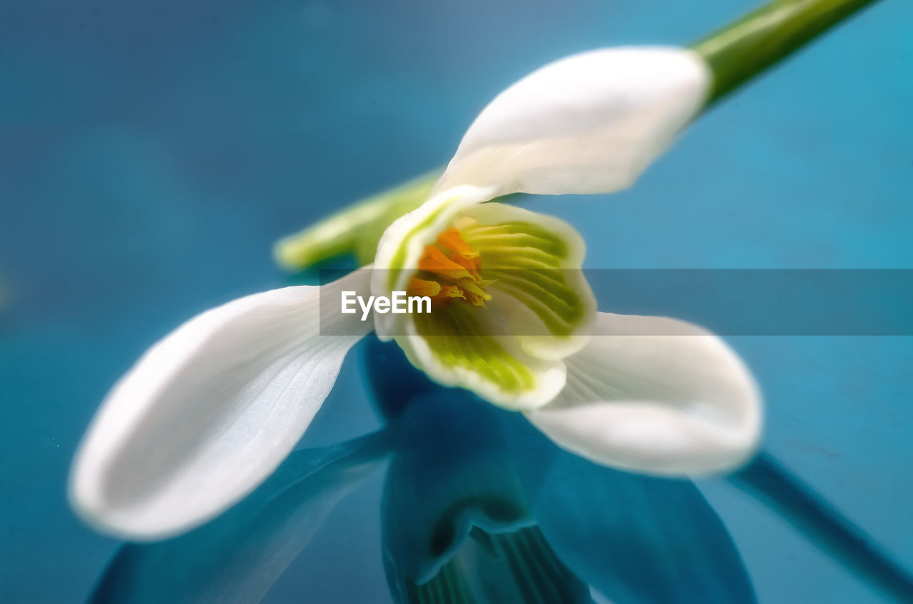 Close-up of white flower against turquoise background