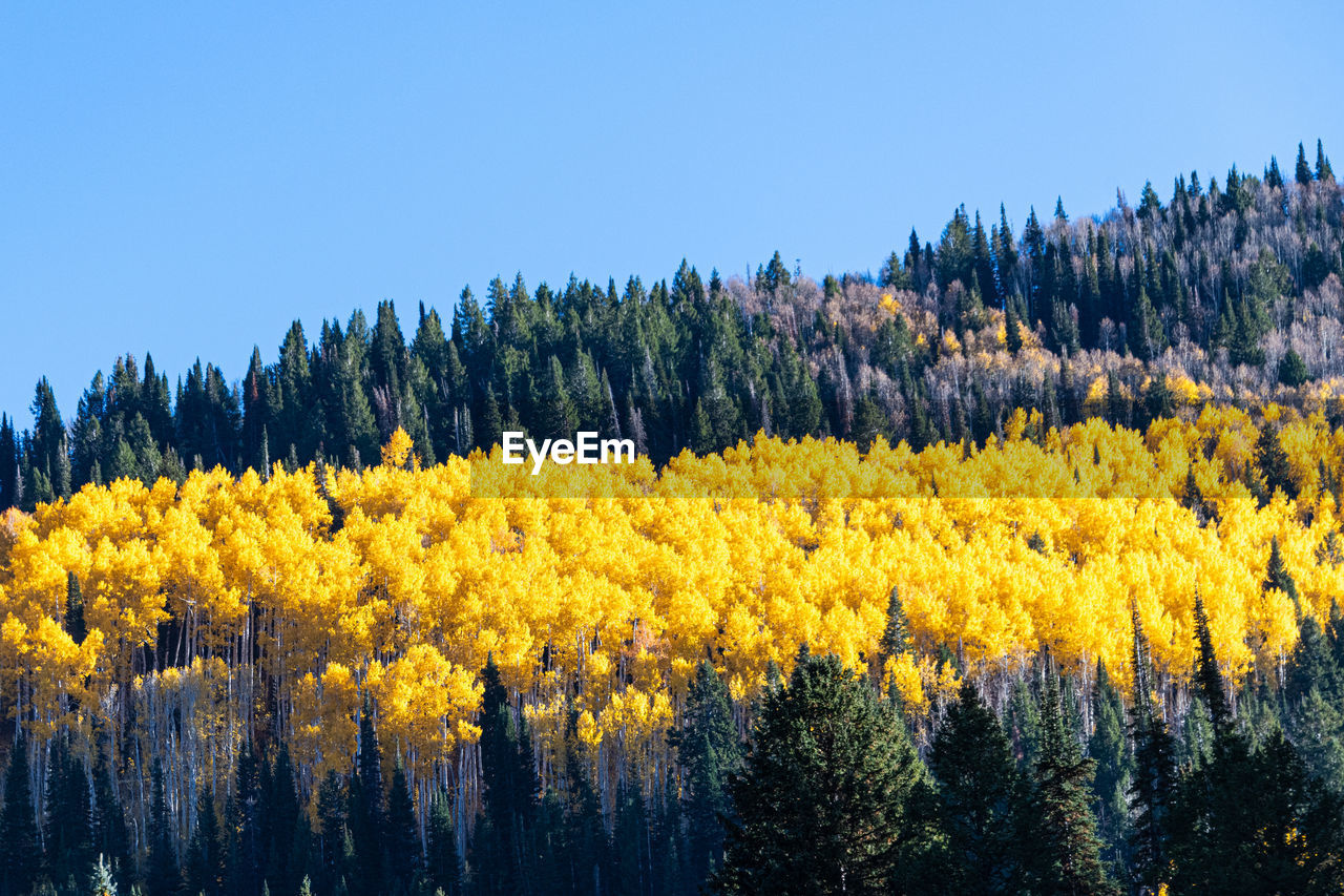 Yellow aspen among the pines in utah. 