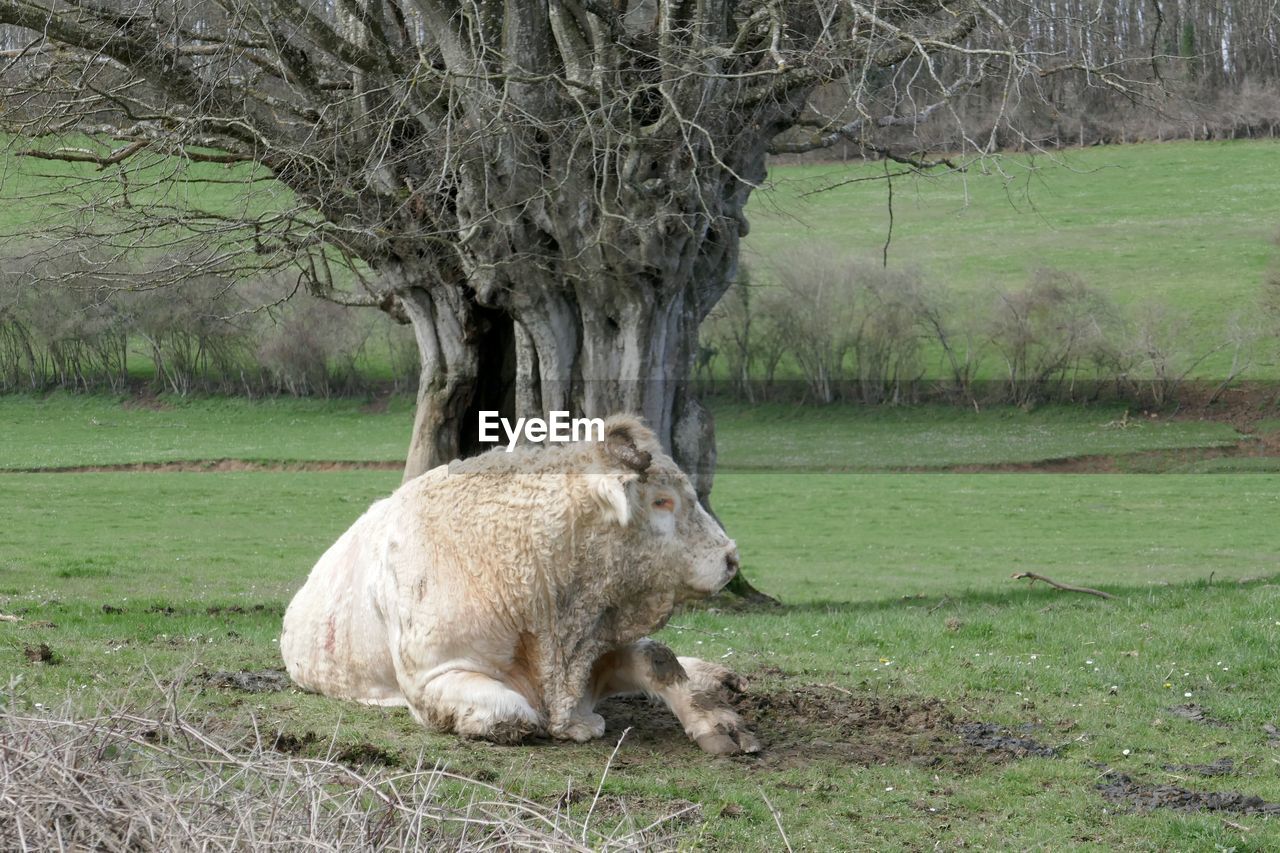 VIEW OF SHEEP ON TREE TRUNK