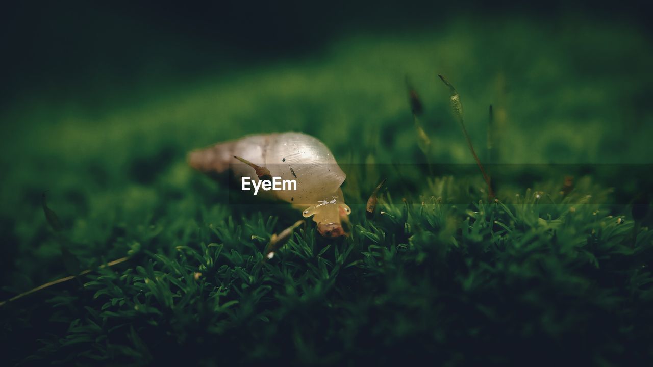 CLOSE-UP OF LADYBUG ON LAND