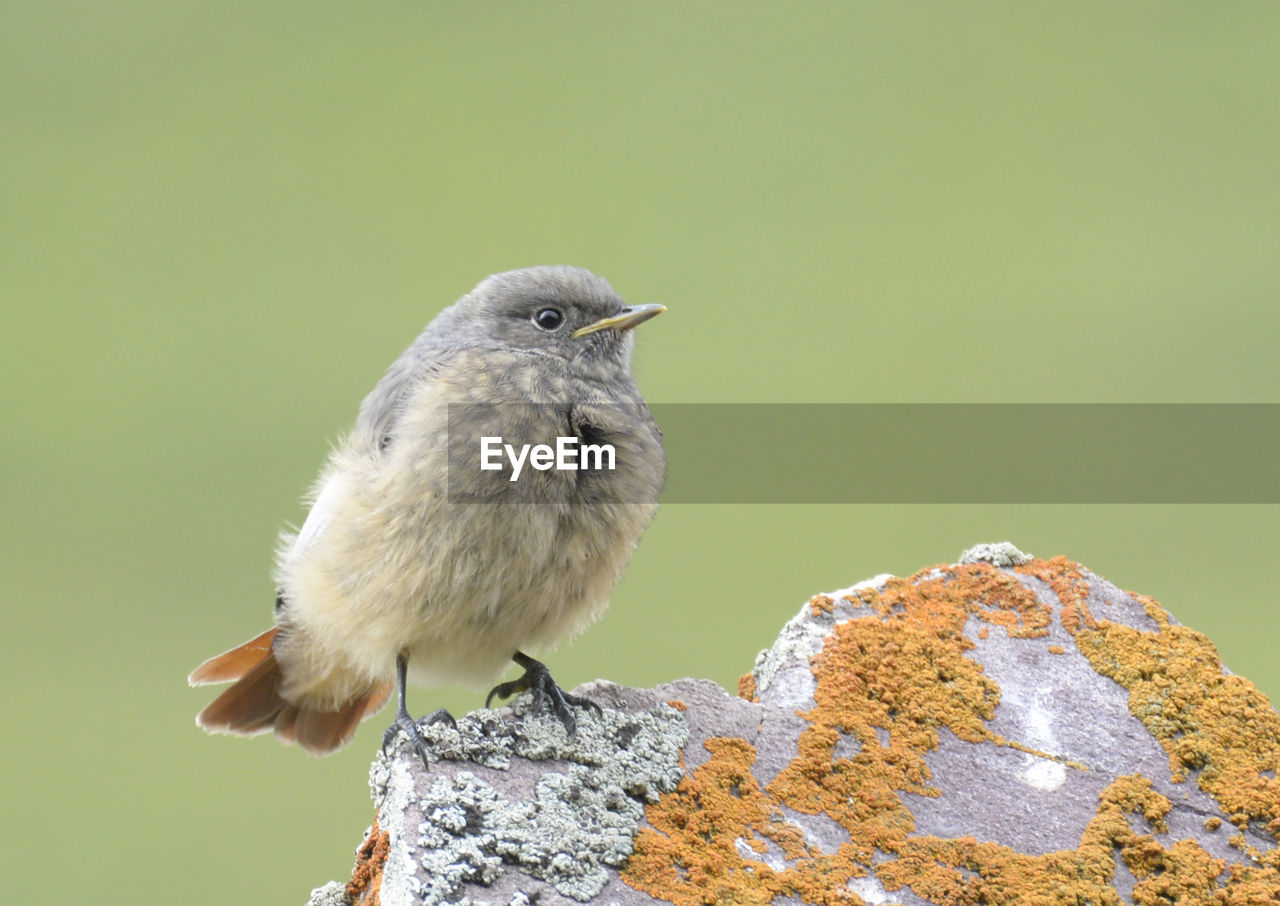 Close-up of bird perching outdoors