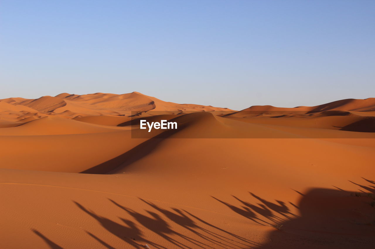 SCENIC VIEW OF SAND DUNES AGAINST CLEAR SKY