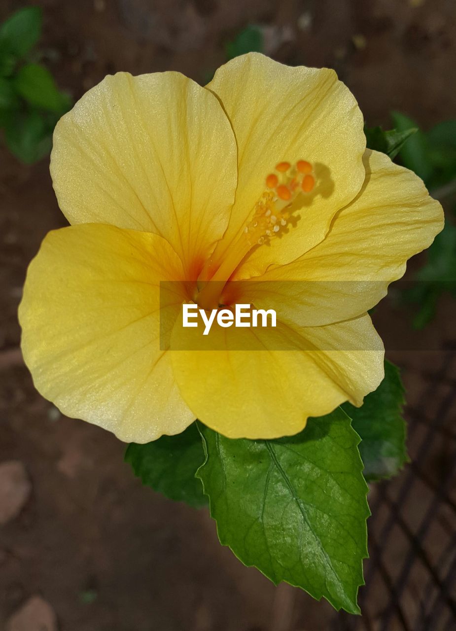 CLOSE-UP OF YELLOW FLOWER BLOOMING