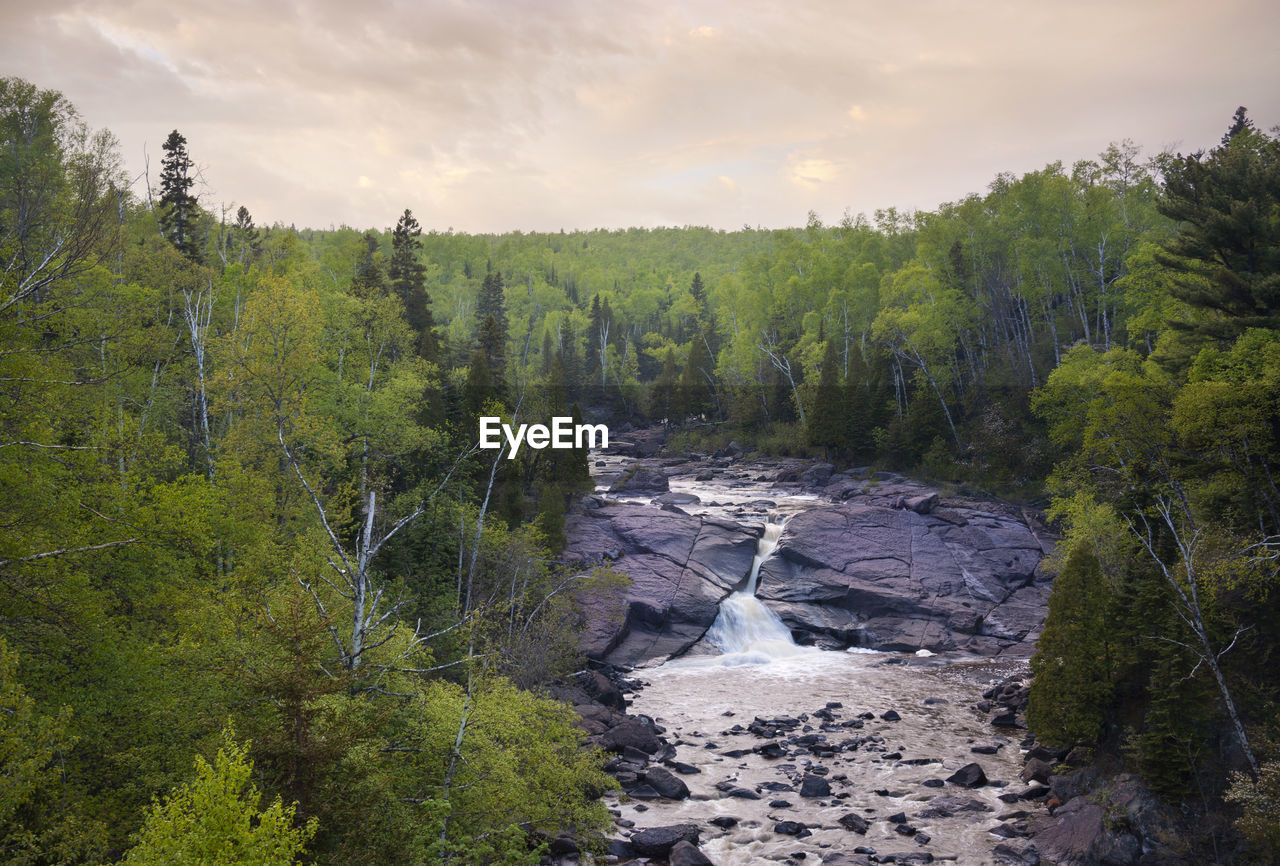 scenic view of forest against sky