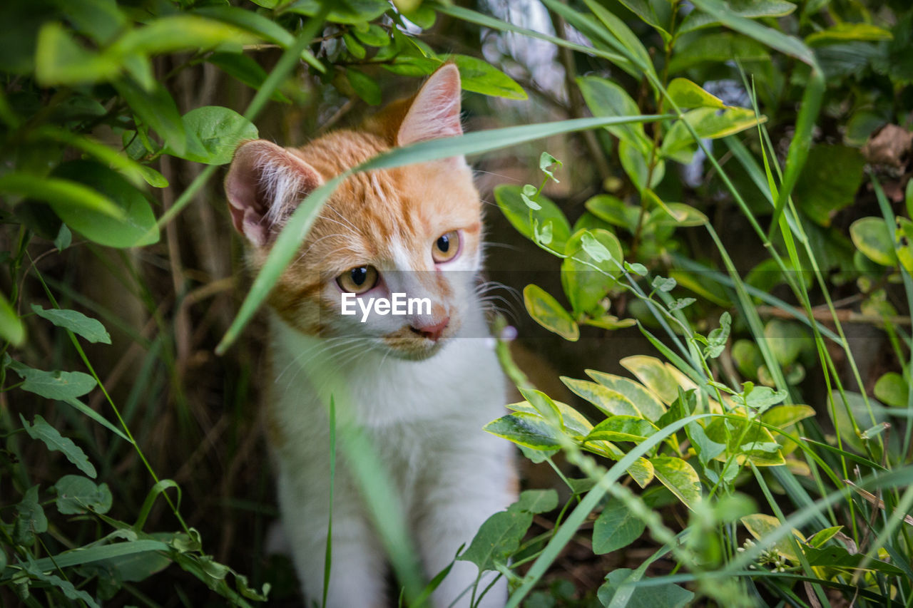 PORTRAIT OF CAT IN GREEN PLANT