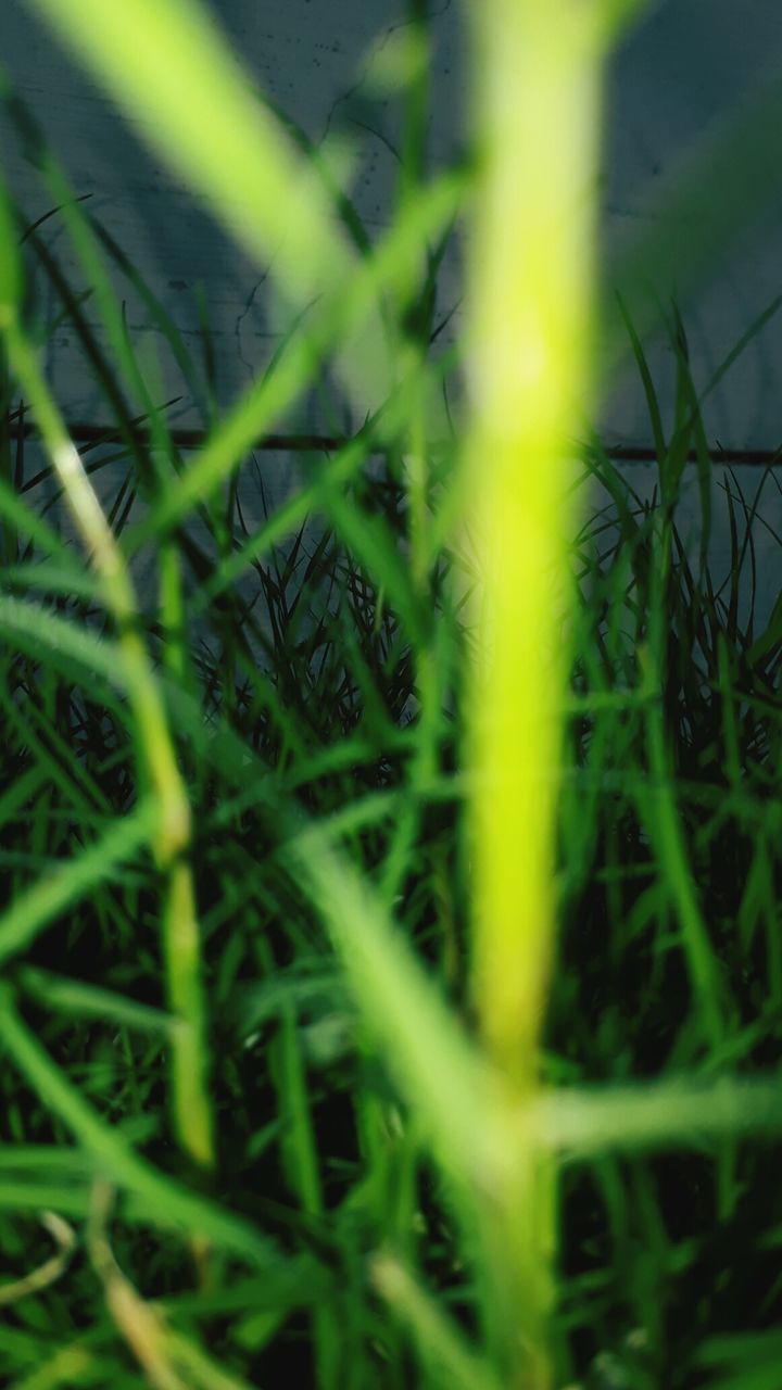 CLOSE-UP VIEW OF PLANTS