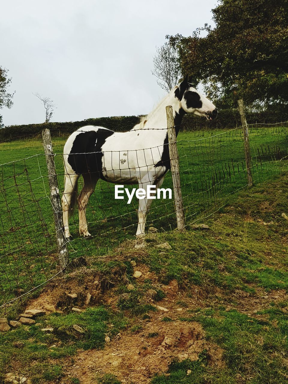 HORSE STANDING IN FIELD