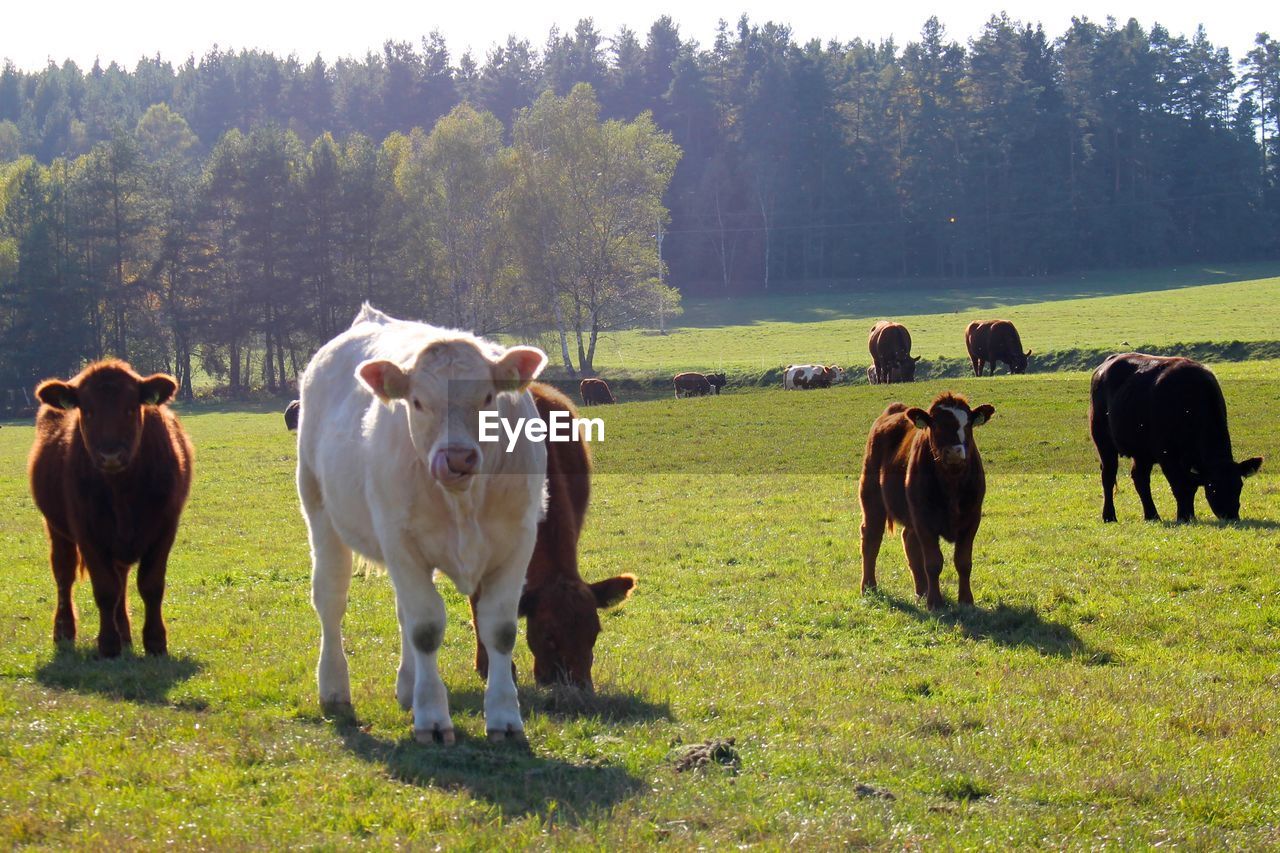 Cows standing on grassy field against sky