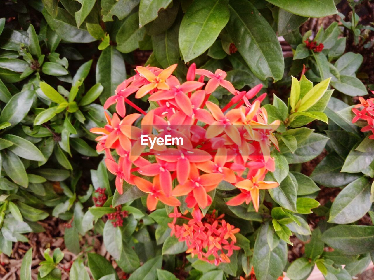 CLOSE-UP OF RED FLOWERS