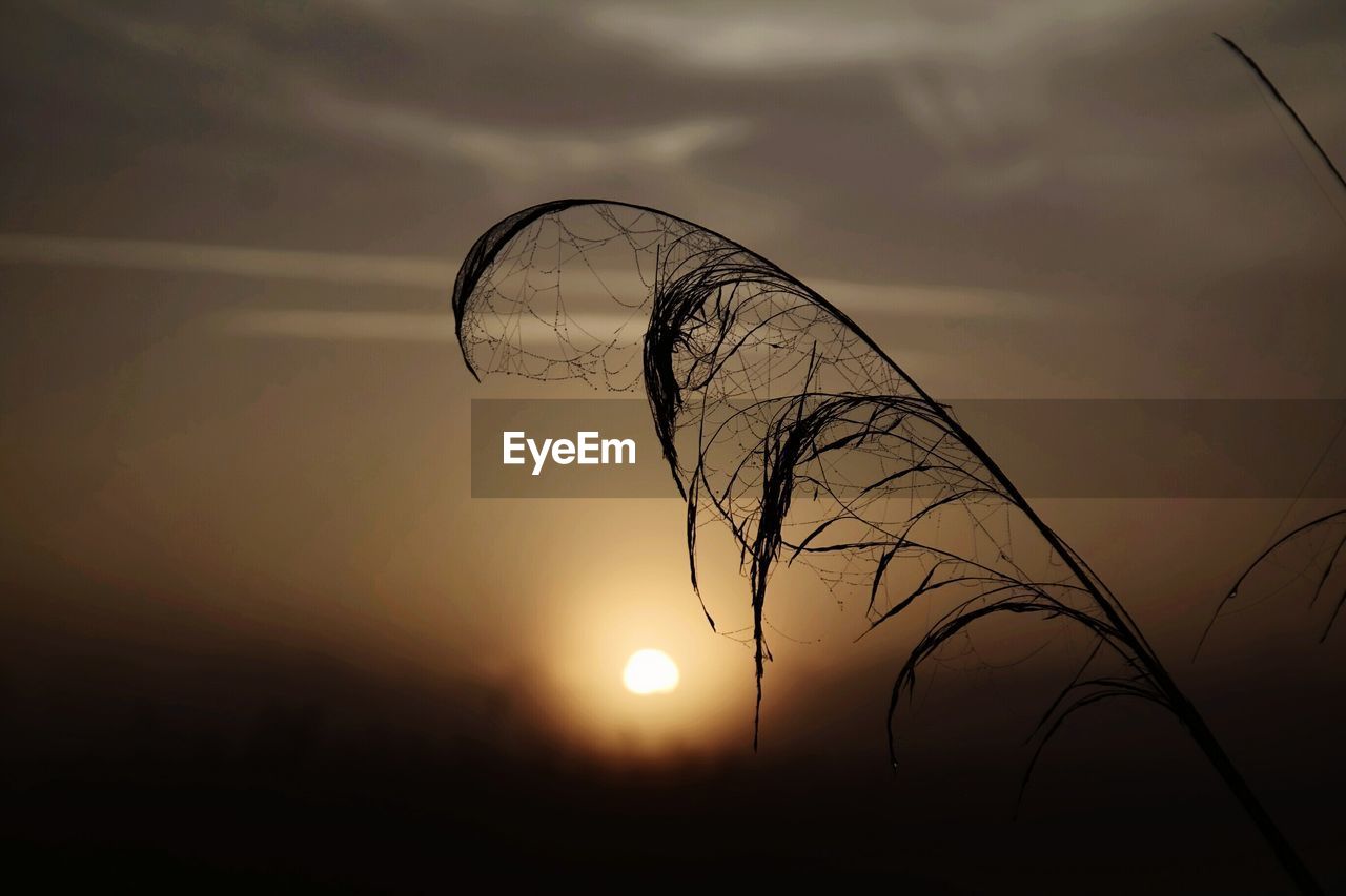 Close-up of silhouette birds against sky during sunset