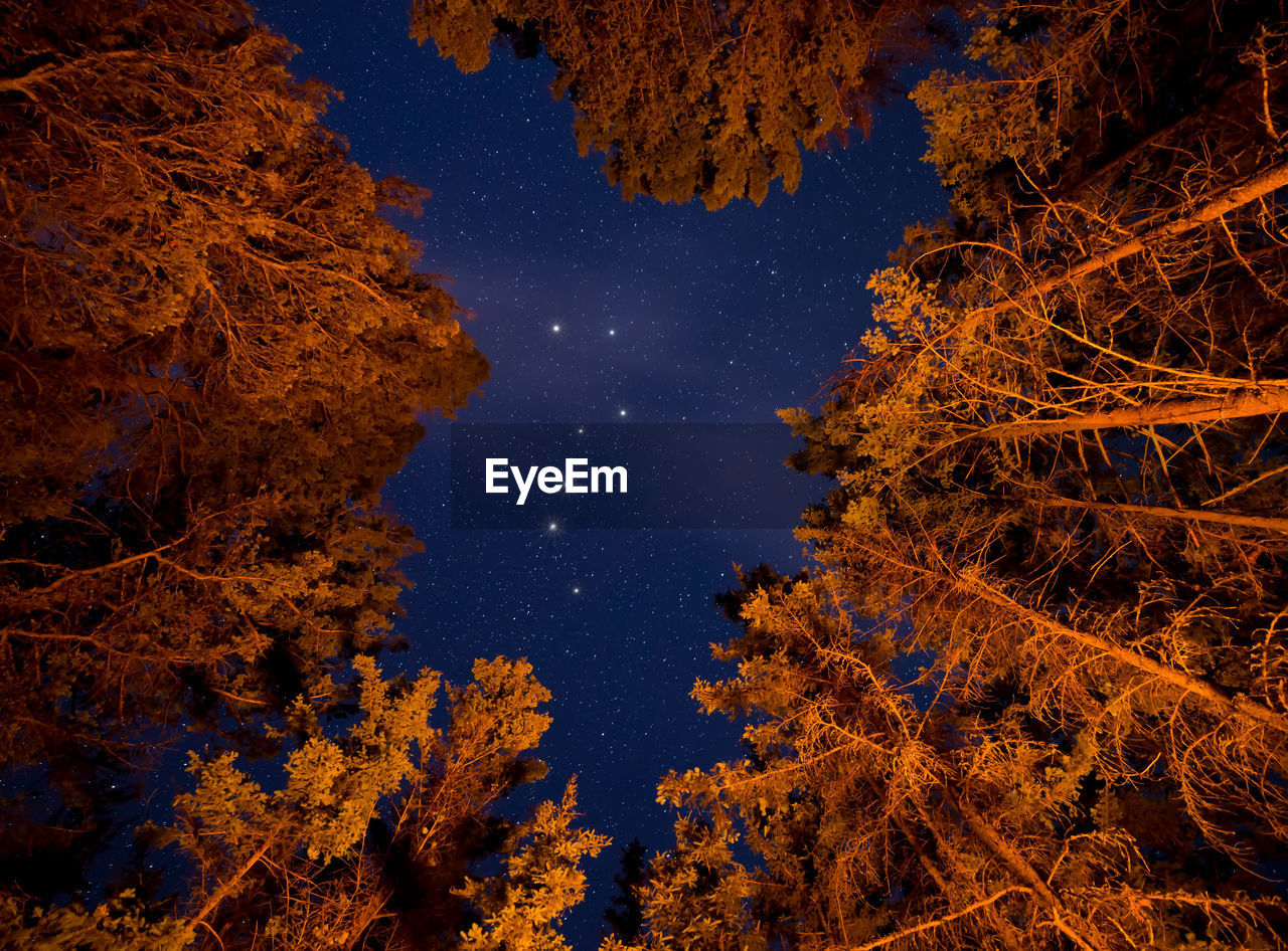 LOW ANGLE VIEW OF TREES AGAINST SKY DURING AUTUMN