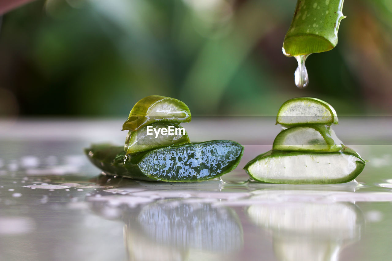 Aloe vera nature with bokeh background stock photo