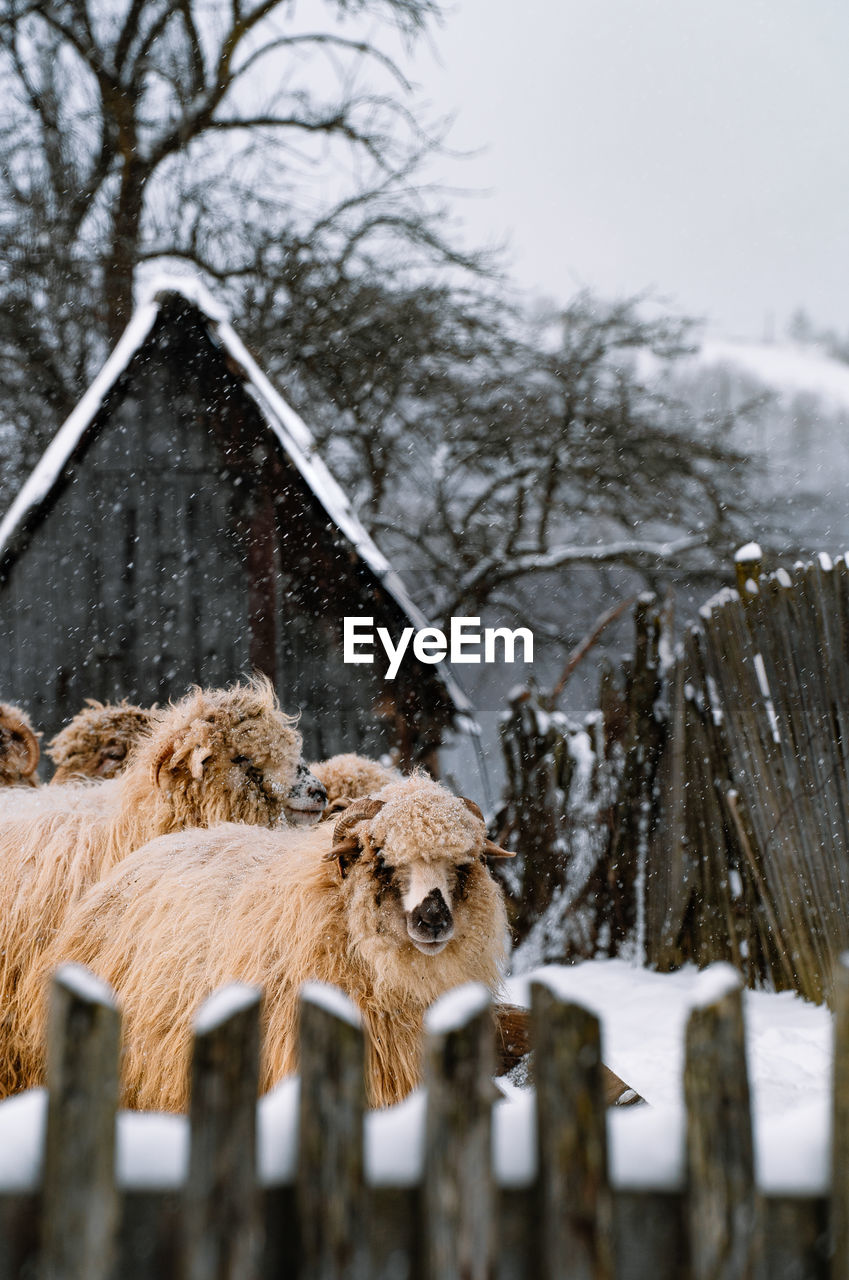 Flock of sheep in the yard in a snowy winter day