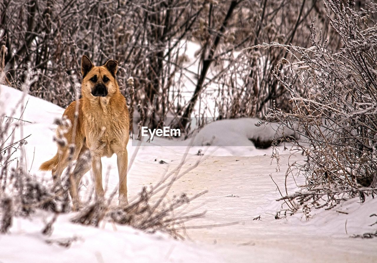 PORTRAIT OF DOG ON SNOW