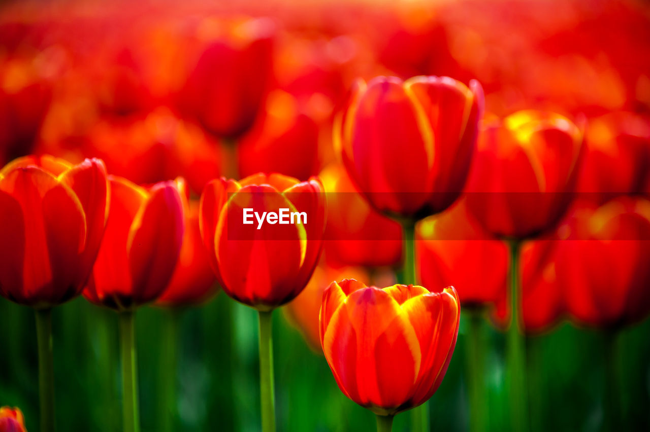 Close-up of red tulip flower in field