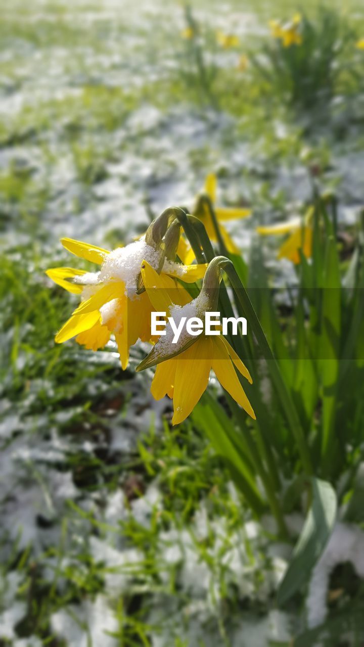 CLOSE-UP OF YELLOW FLOWERS