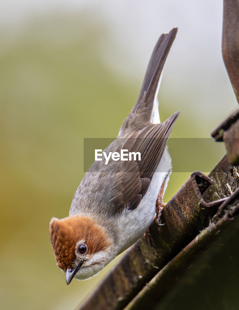 CLOSE-UP OF BIRD PERCHING ON LEAF