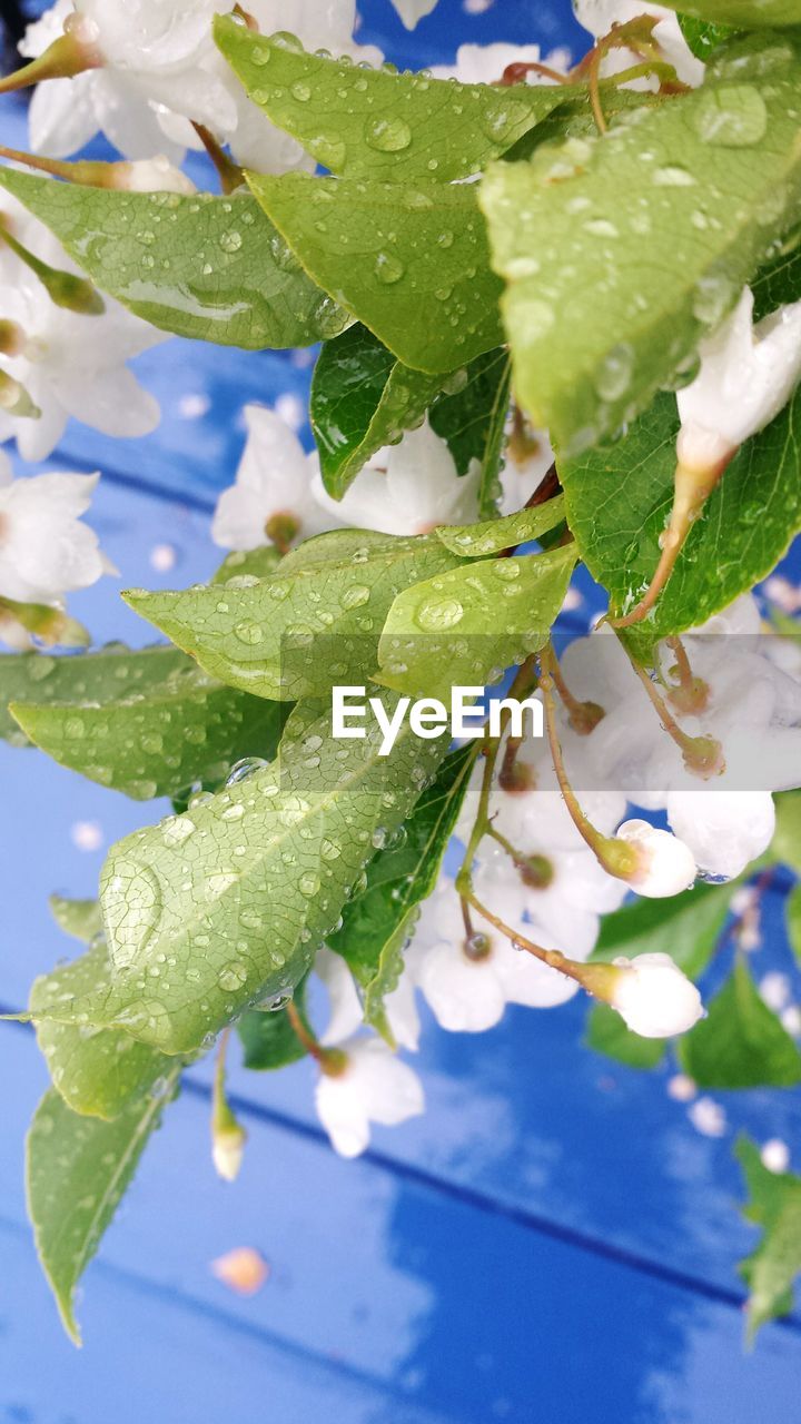 Close-up of wet flower buds growing in yard