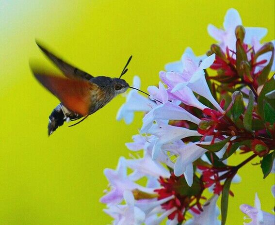 CLOSE-UP OF INSECT ON FLOWER