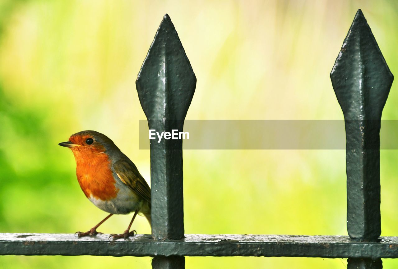 CLOSE-UP OF BIRD PERCHING OUTDOORS