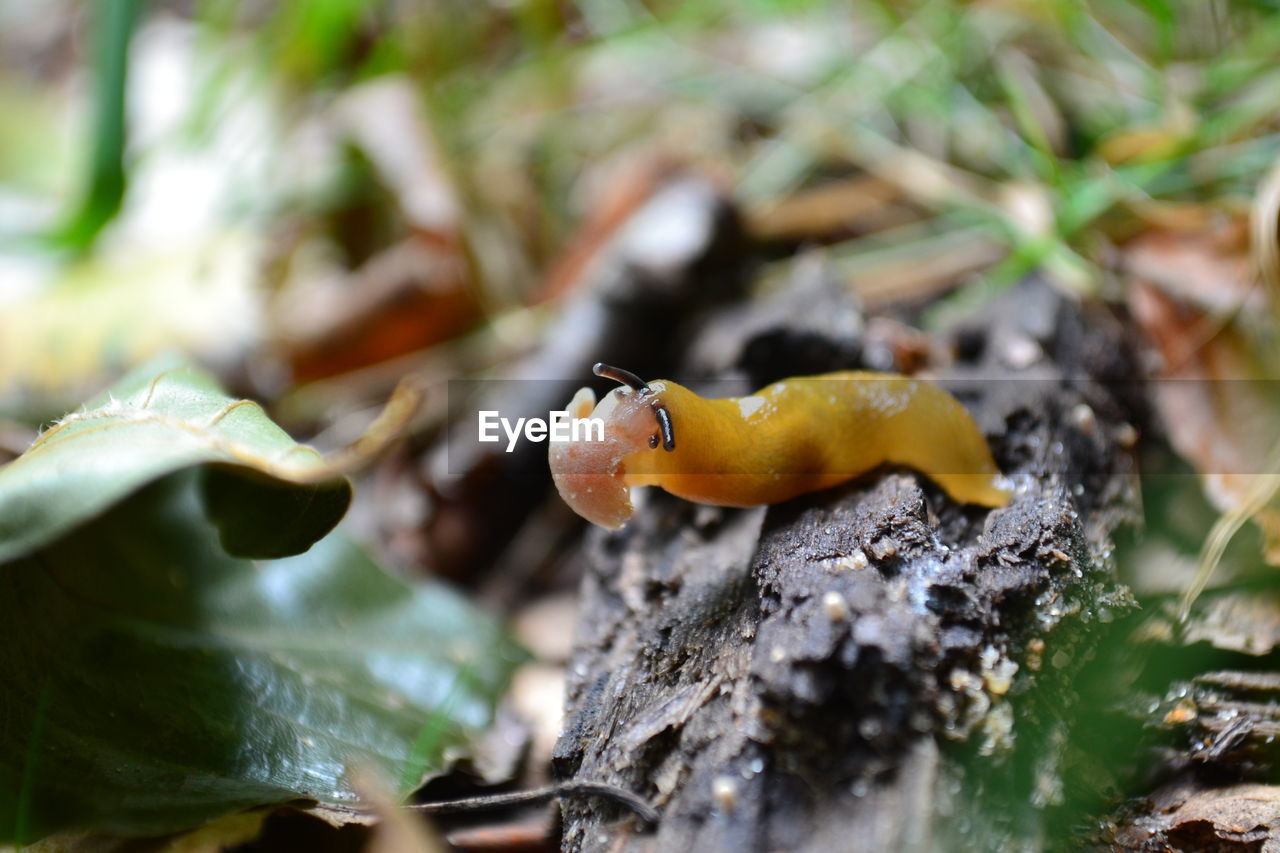 Close-up of slug on wood at forest