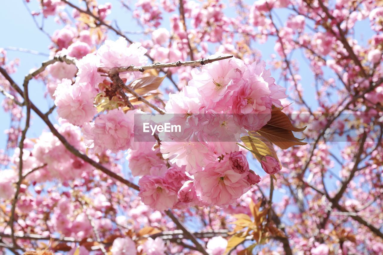 LOW ANGLE VIEW OF PINK CHERRY BLOSSOMS