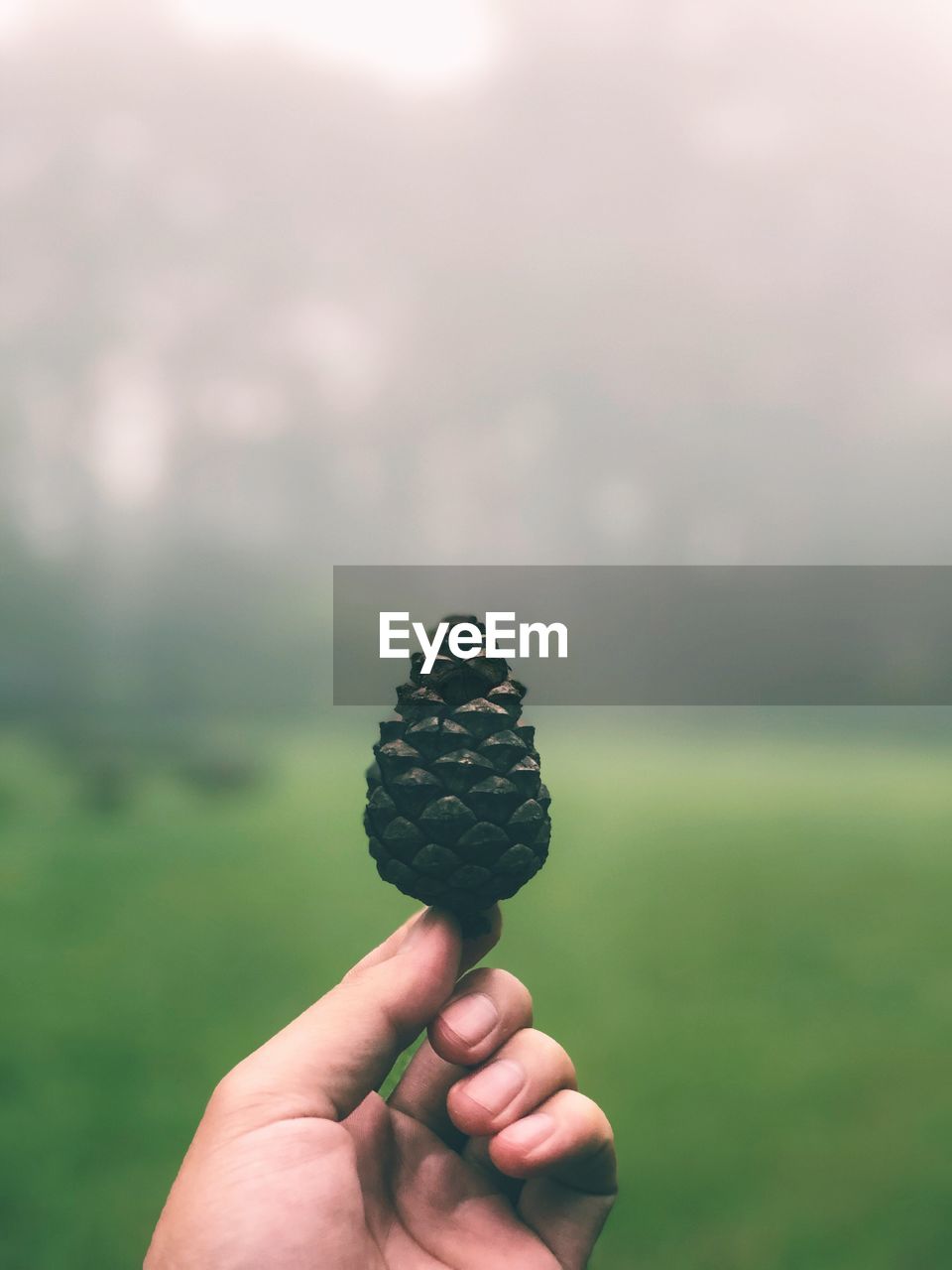 Cropped hand holding pine cone on land