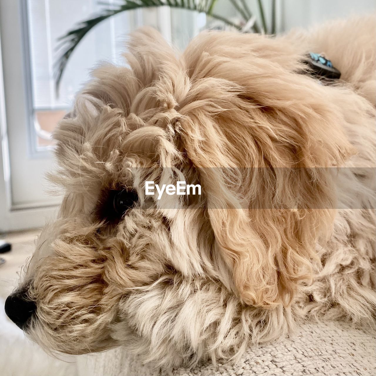 domestic animals, pet, one animal, animal themes, mammal, canine, dog, animal, animal hair, indoors, puppy, no people, home interior, lap dog, cute, window, portrait, animal body part, close-up, relaxation