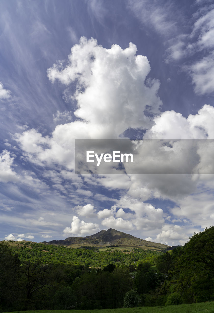 Low angle view of trees on landscape against sky