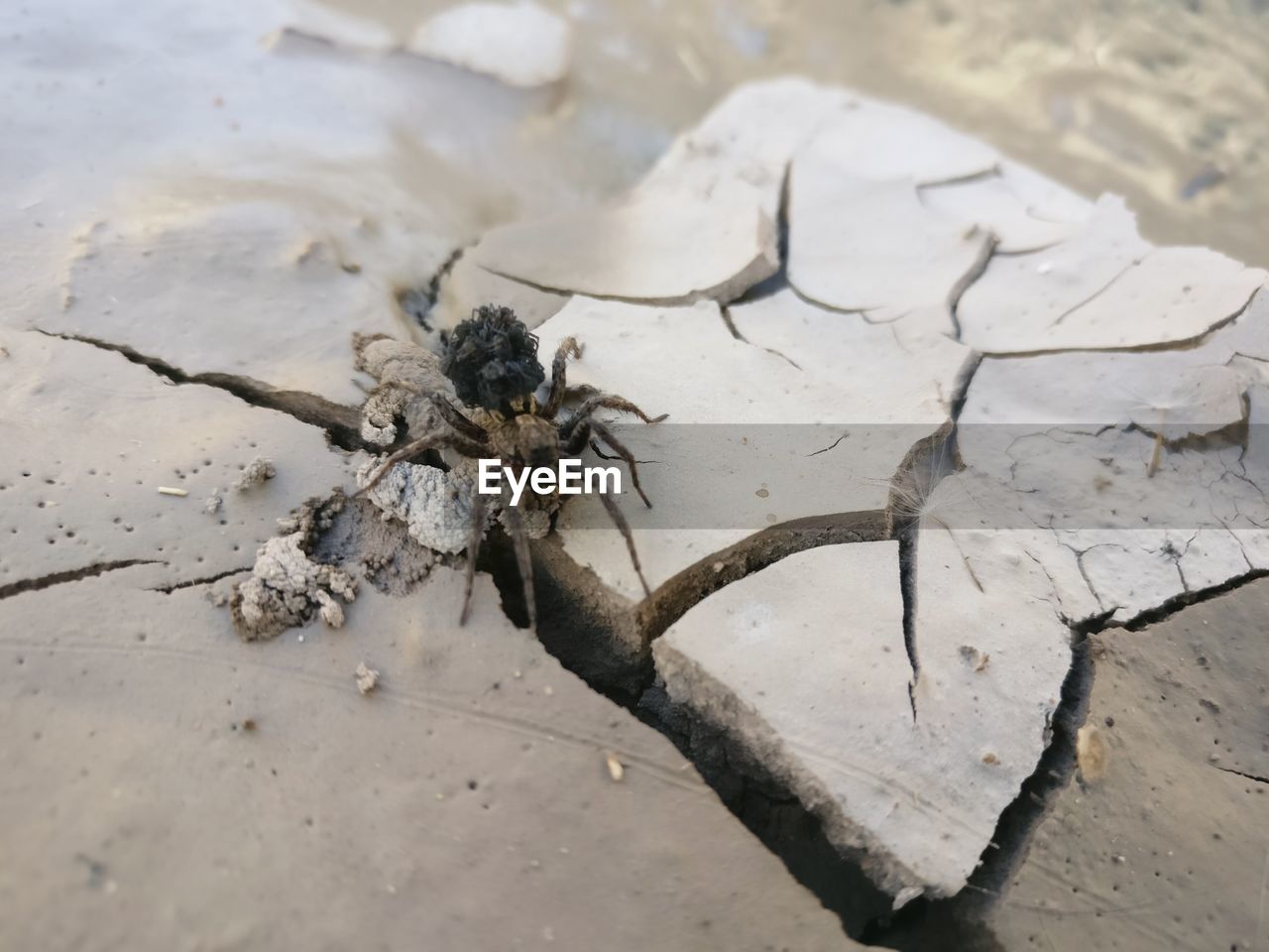 High angle view of spider on ground