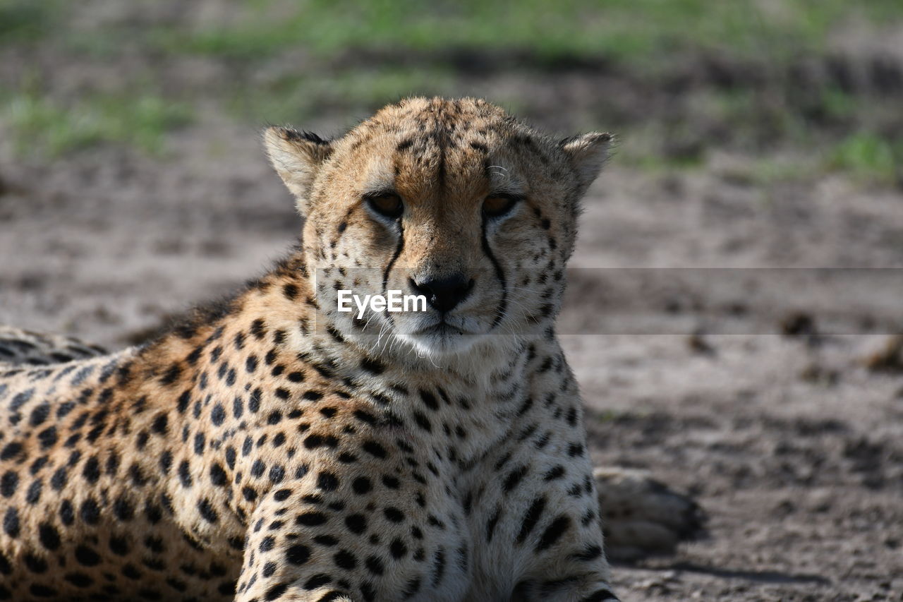 Close-up of cheetah