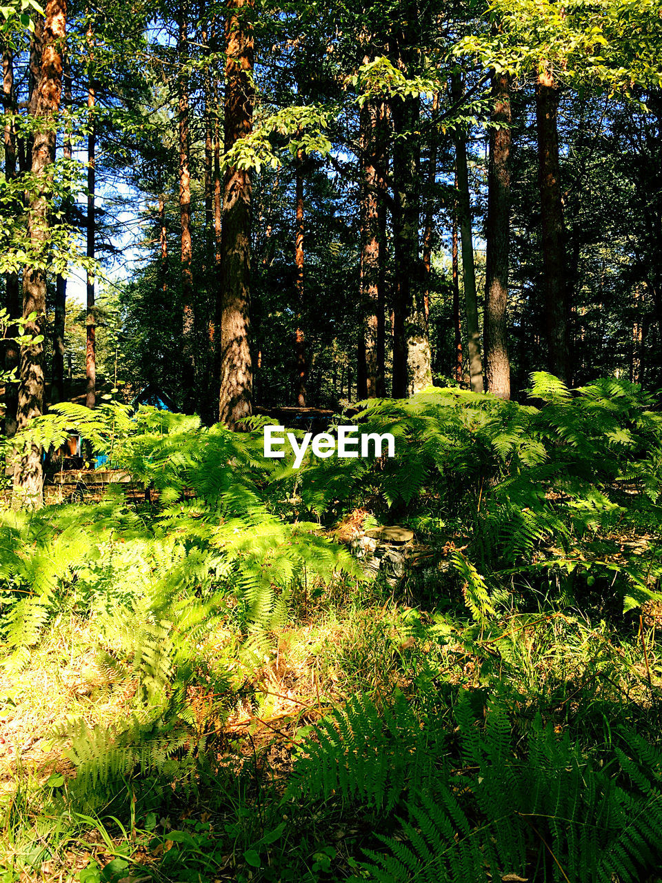 PLANTS GROWING ON FIELD