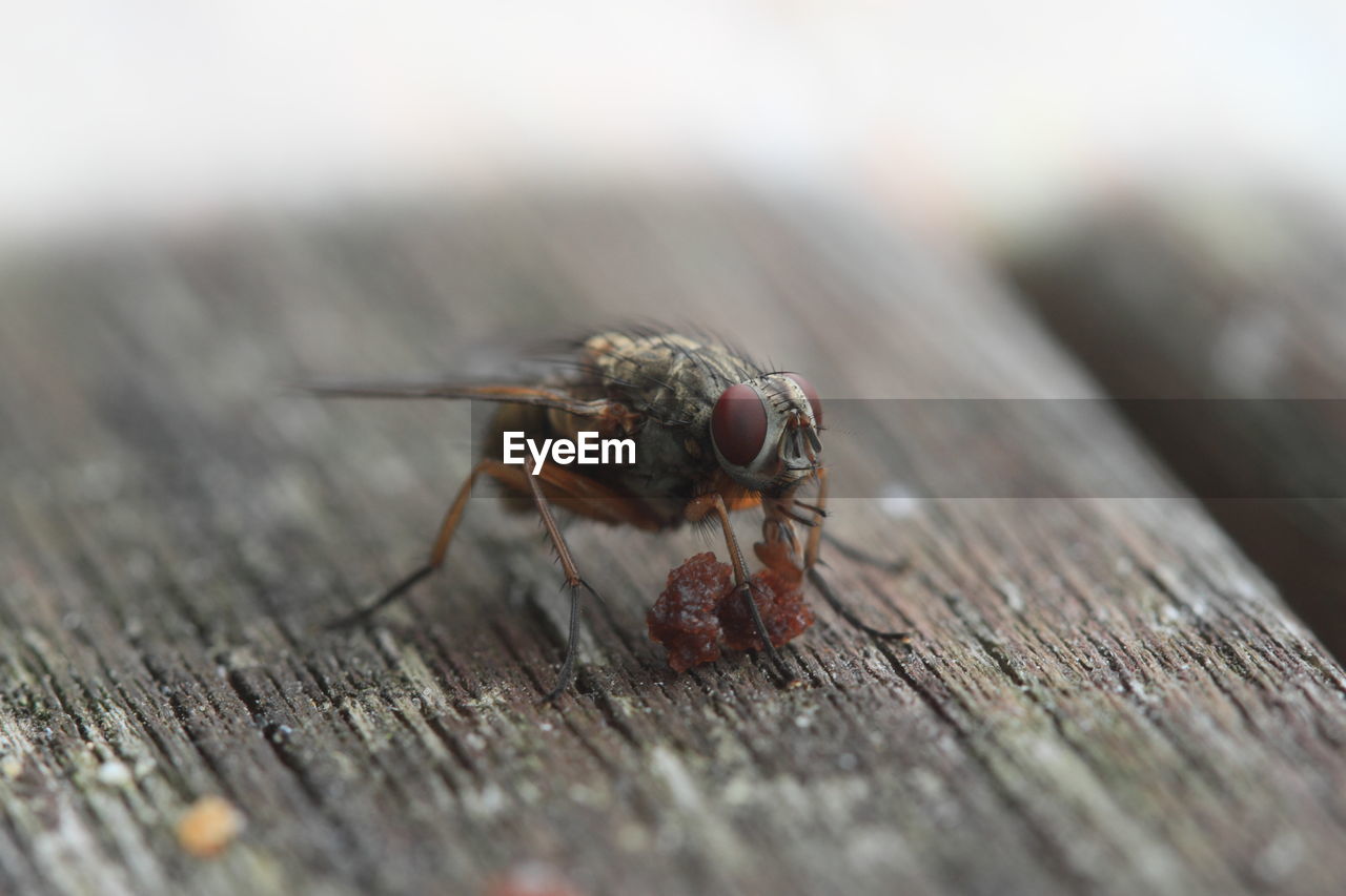 Close-up of housefly feeding on table