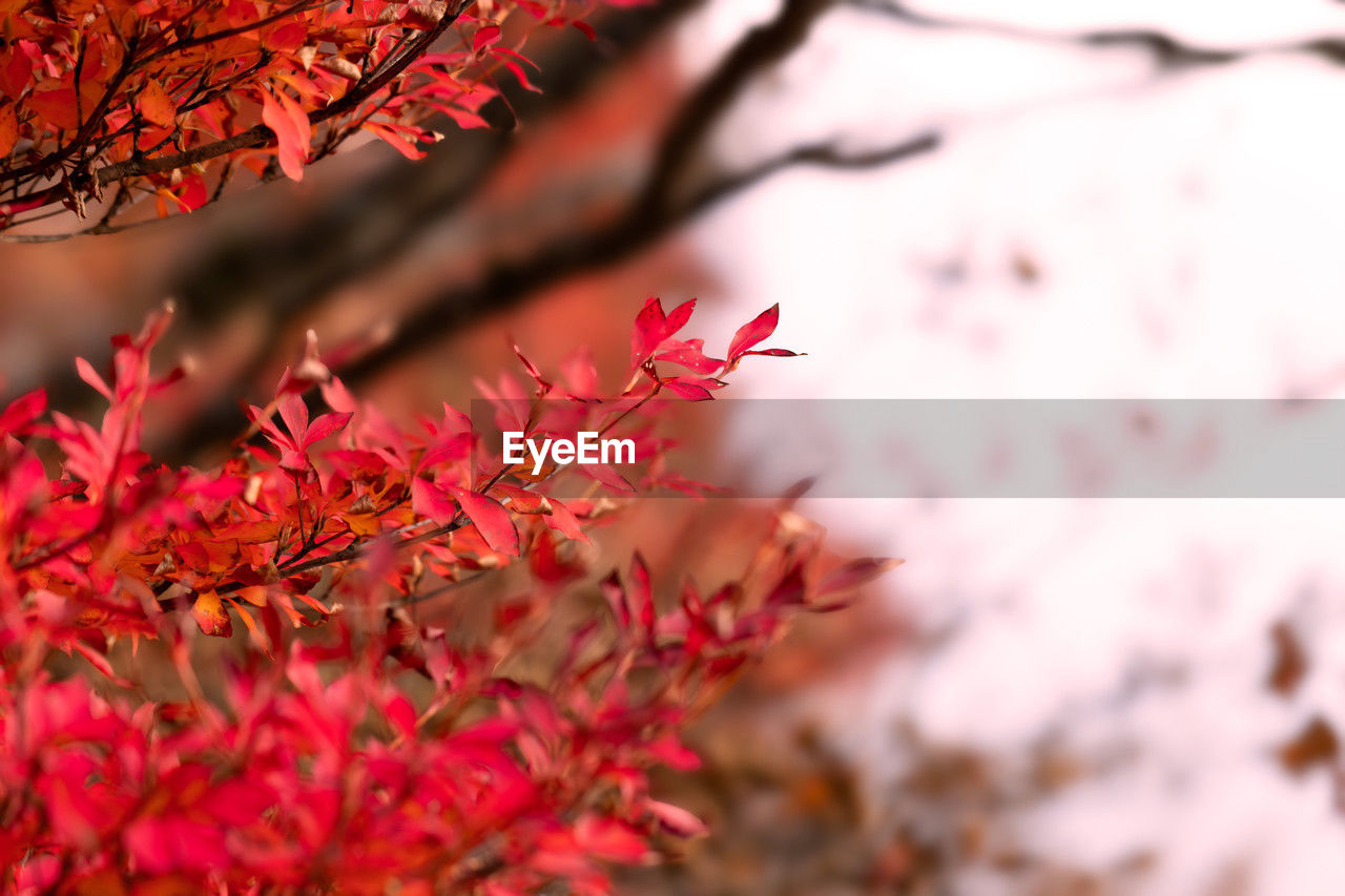 plant, tree, beauty in nature, autumn, nature, red, plant part, leaf, branch, flower, no people, outdoors, selective focus, blossom, freshness, pink, flowering plant, tranquility, maple tree, environment, close-up, scenics - nature, springtime, growth, sky, day, multi colored, vibrant color, fragility, backgrounds, land, landscape, defocused, maple, petal, focus on foreground, tranquil scene, maple leaf