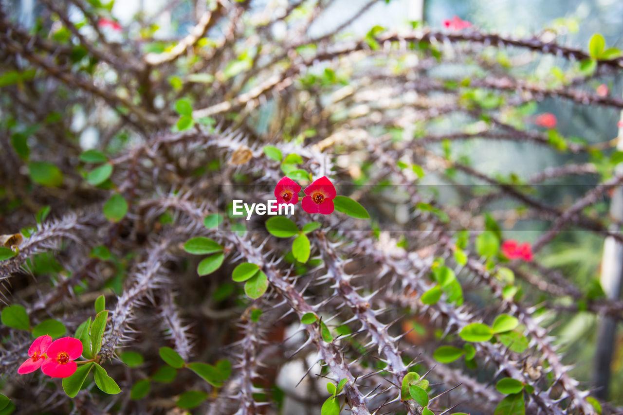 Close-up of red flowering plant