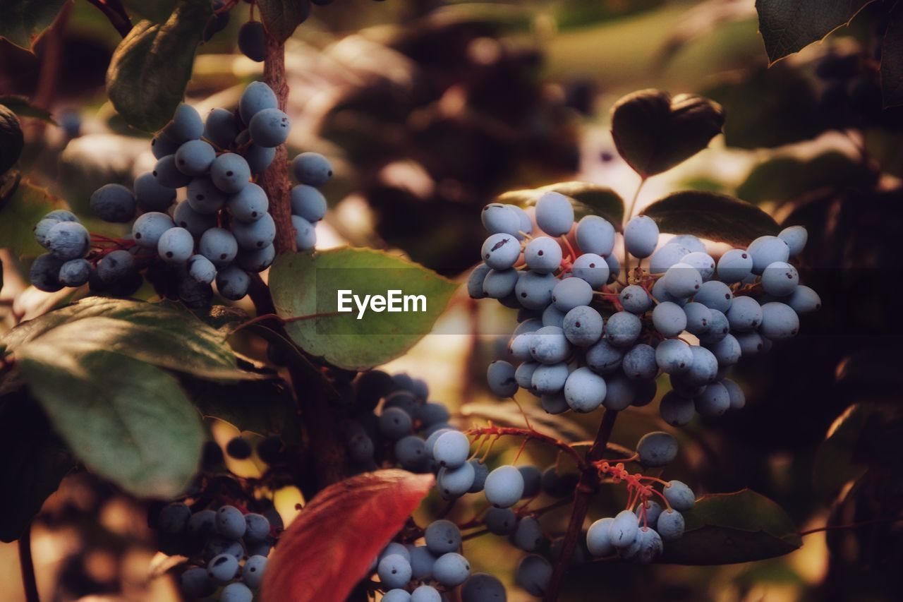 Close-up of grapes growing in vineyard