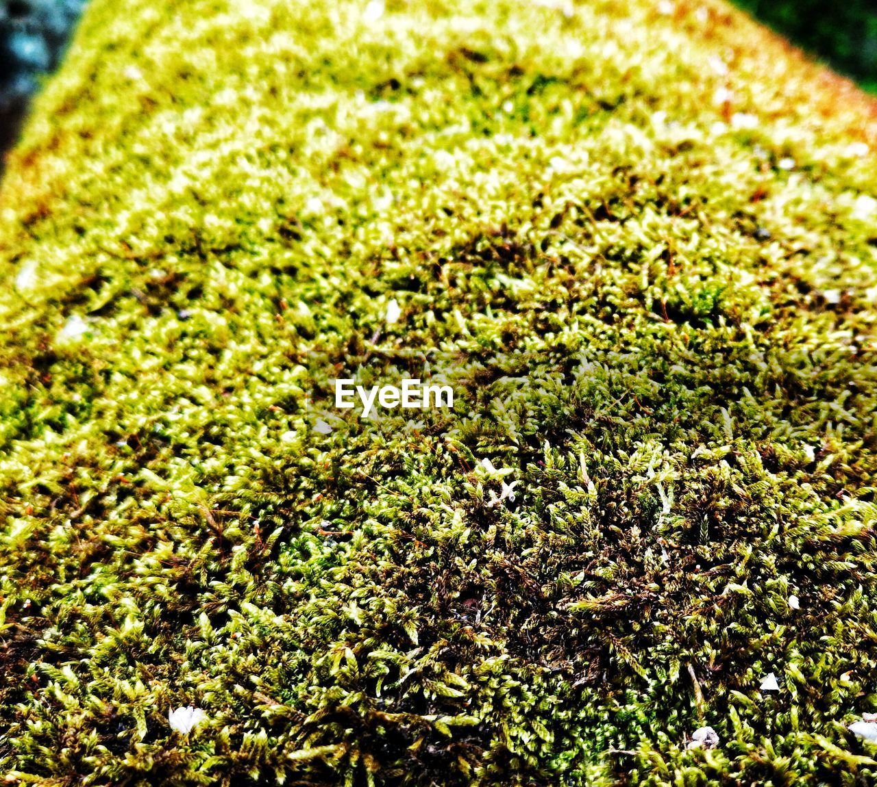 CLOSE-UP OF GREEN PLANT ON FIELD