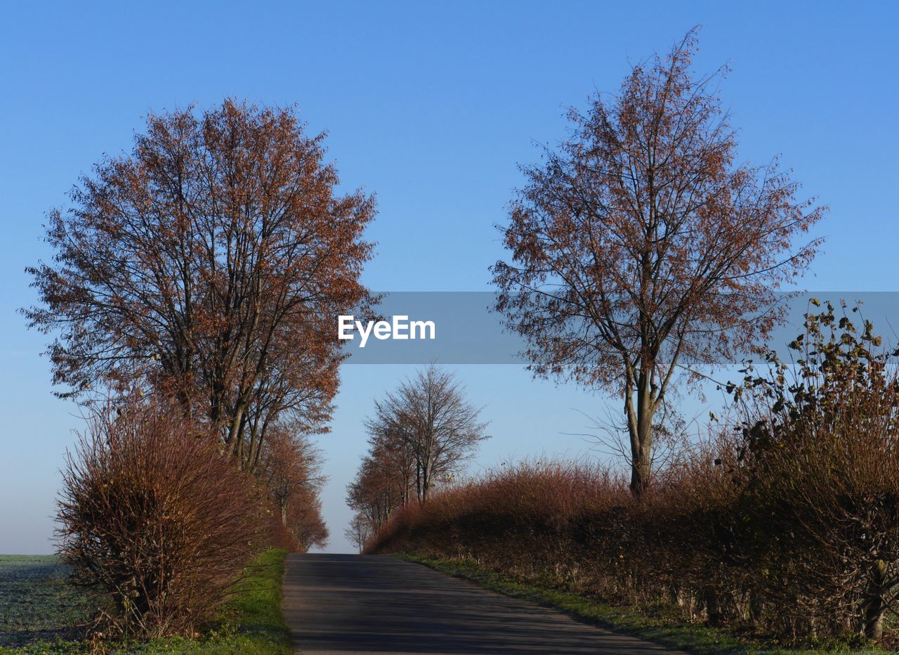 Bare trees against clear sky