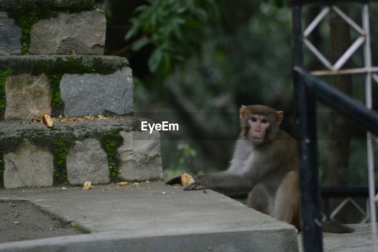 Portrait of monkey sitting at zoo