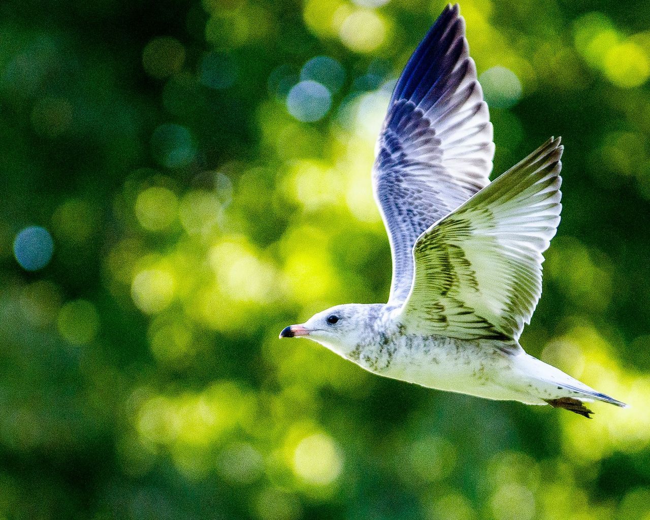 Close-up side view of a bird in flight