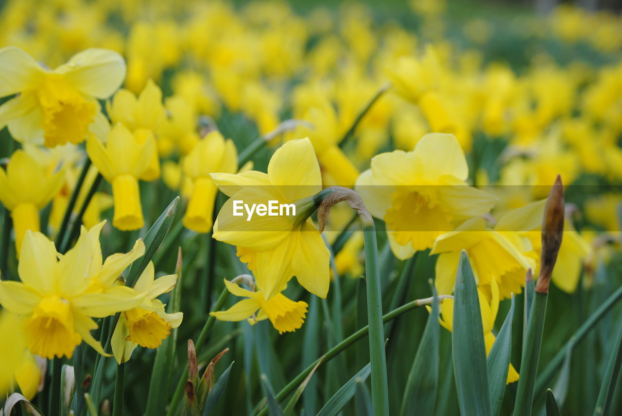 CLOSE-UP OF YELLOW FLOWERING PLANTS