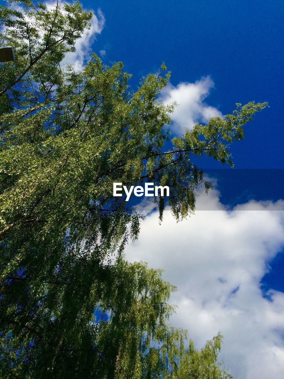 LOW ANGLE VIEW OF TREES AGAINST SKY