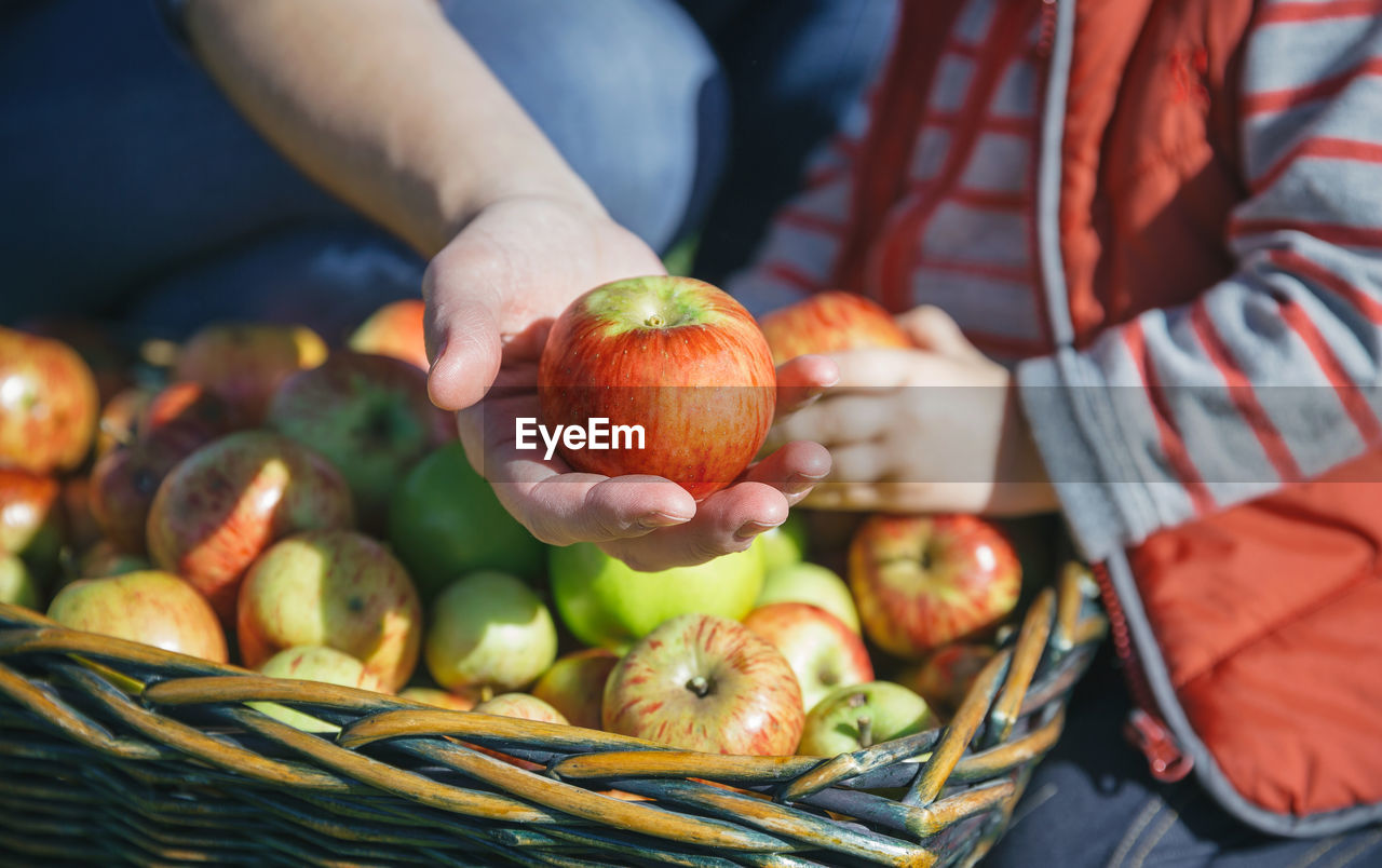 Midsection of person with child holding apples by wicker basket