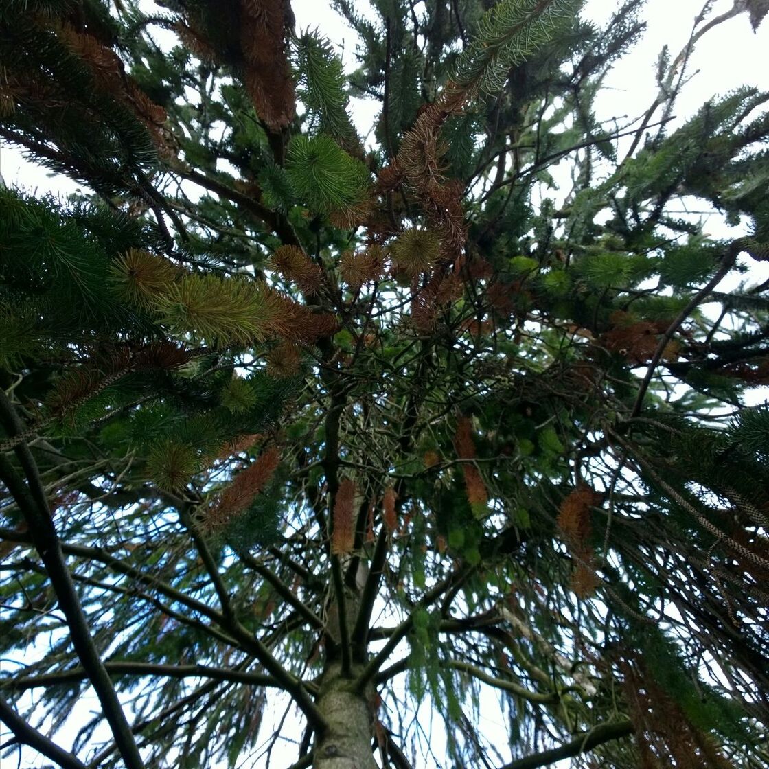 LOW ANGLE VIEW OF TREES